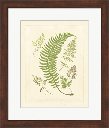 Framed Ferns with Platemark IV Print