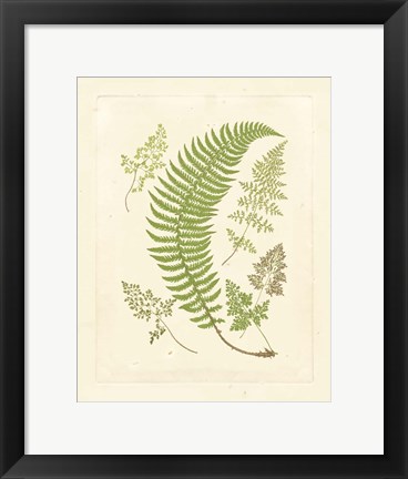 Ferns with Platemark IV Fine Art Print by Vision Studio at ...