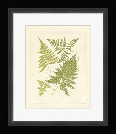 Framed Ferns with Platemark VI Print