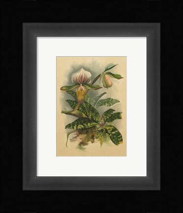 Framed Lindenia Orchids I Print