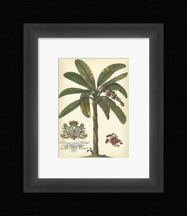 Framed Palm and Crest II Print
