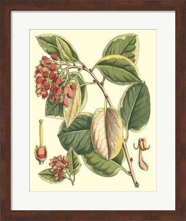 Framed Botanical Fantasy IV Print