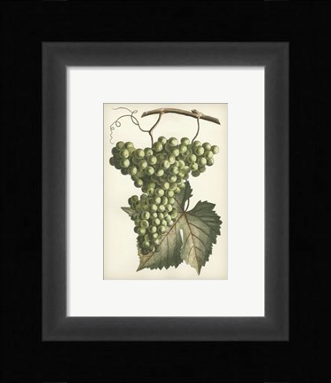 Framed Green Grapes II Print