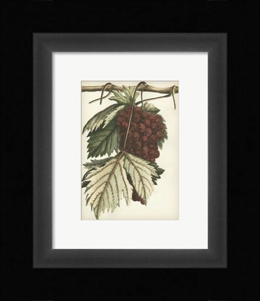 Framed Red Grapes I Print