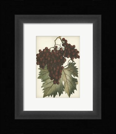 Framed Red Grapes II Print