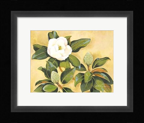 Framed Southern Magnolia II Print