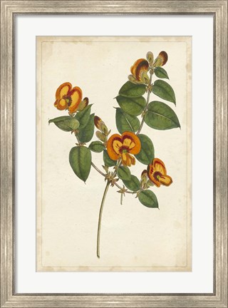 Framed Vibrant Curtis Botanicals II Print