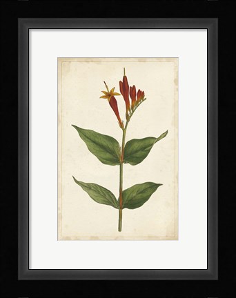 Framed Vibrant Curtis Botanicals III Print