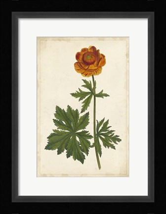 Framed Vibrant Curtis Botanicals V Print