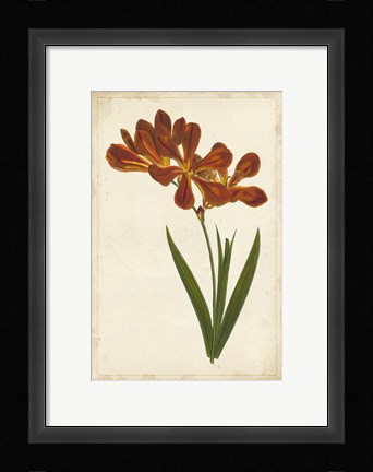 Framed Vibrant Curtis Botanicals VI Print