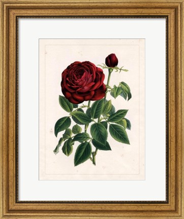 Framed Van Houtteano Rose II Print