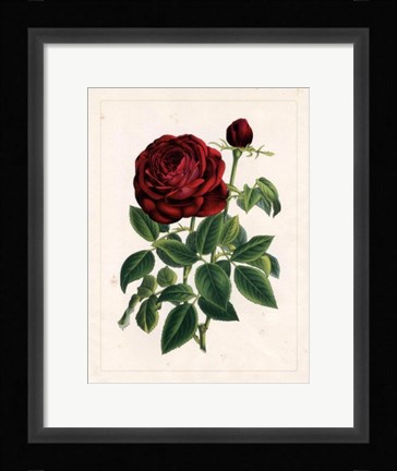 Framed Van Houtteano Rose II Print