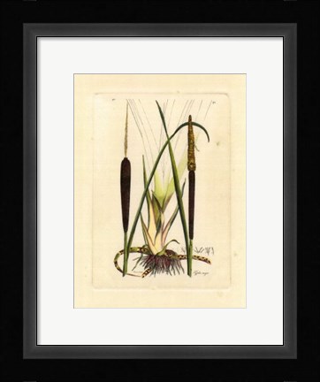 Framed Antique Cattail I Print