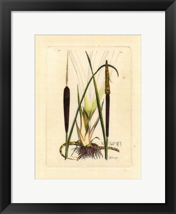 Framed Antique Cattail I Print