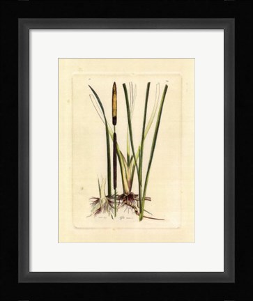 Framed Antique Cattail II Print