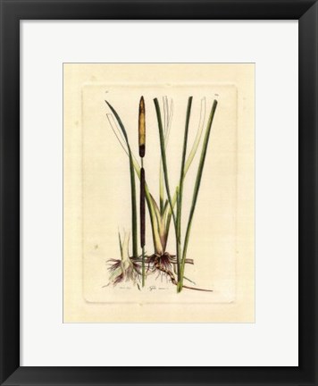 Framed Antique Cattail II Print