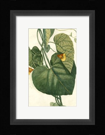 Framed Botanical by Buchoz I (D) Print