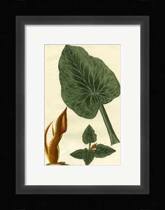 Framed Botanical by Buchoz II (D) Print