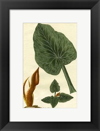 Framed Botanical by Buchoz II (D) Print