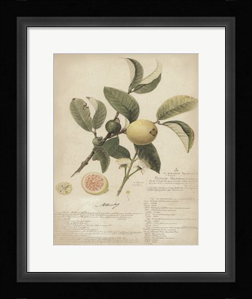Framed Botanical I Print