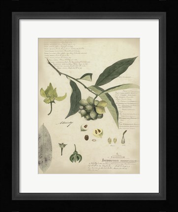 Framed Botanical II Print