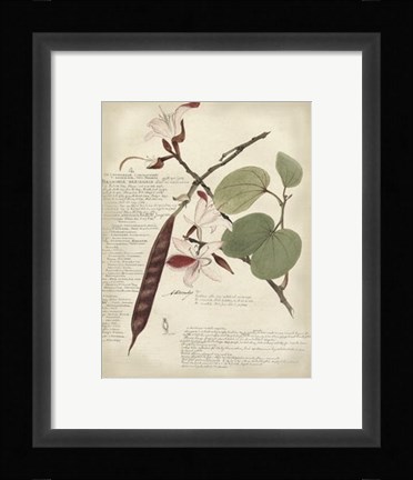 Framed Botanical III Print