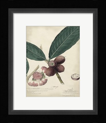 Framed Botanical IV Print