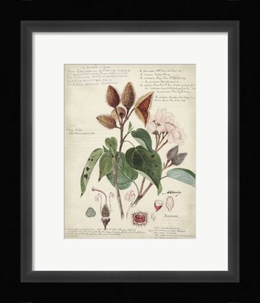 Framed Botanical V Print