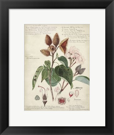 Framed Botanical V Print