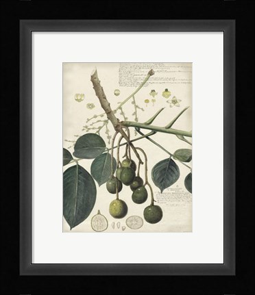 Framed Botanical VI Print