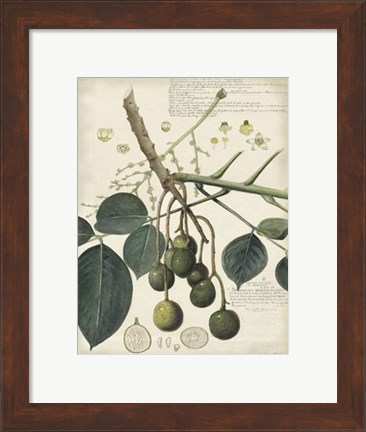 Framed Botanical VI Print