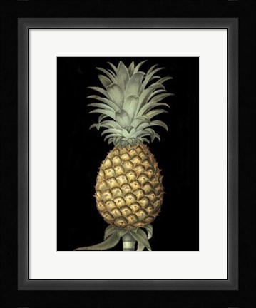 Framed Brookshaw's Exotic Pineapple I Print