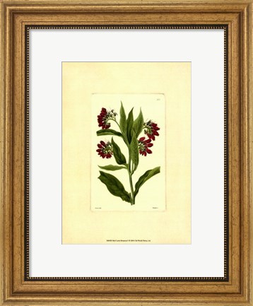 Framed Red Curtis Botanical I Print