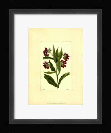 Framed Red Curtis Botanical I Print