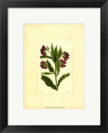 Framed Red Curtis Botanical I Print