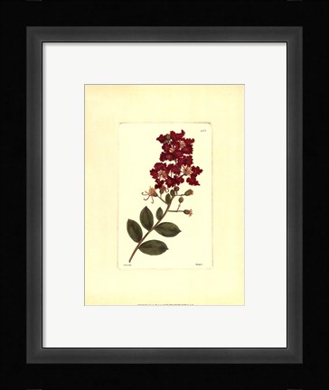Framed Red Curtis Botanical II Print