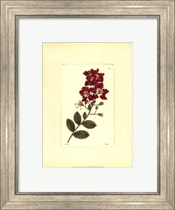 Framed Red Curtis Botanical II Print