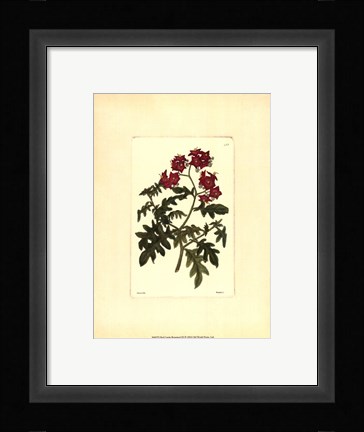 Framed Red Curtis Botanical III Print