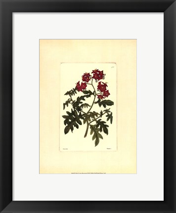 Framed Red Curtis Botanical III Print