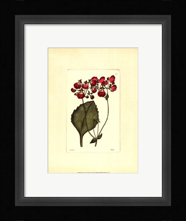 Framed Red Curtis Botanical IV Print