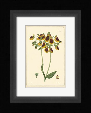 Framed Yellow Curtis Botanical I Print