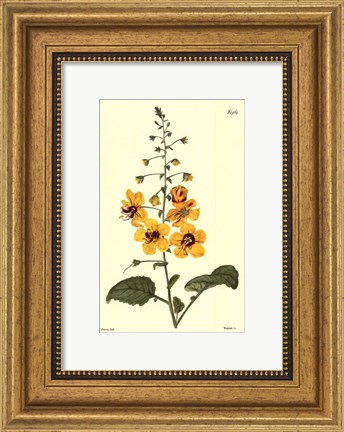 Framed Yellow Curtis Botanical II Print