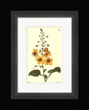 Framed Yellow Curtis Botanical II Print