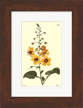 Framed Yellow Curtis Botanical II Print