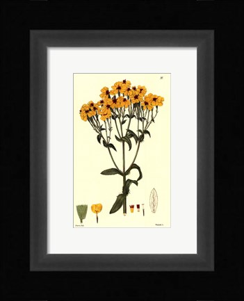 Framed Yellow Curtis Botanical III Print