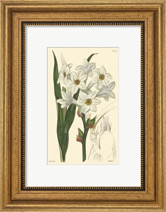Framed White Curtis Botanical I Print