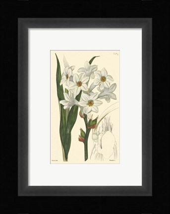 Framed White Curtis Botanical I Print
