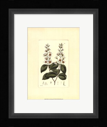 Framed White Curtis Botanical II Print