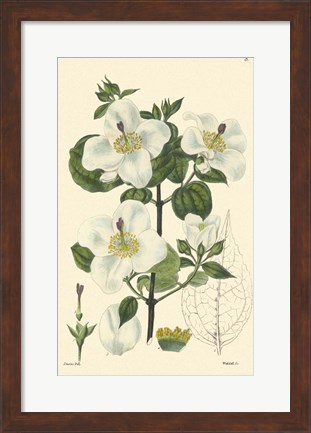 Framed White Curtis Botanical III Print