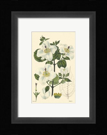 Framed White Curtis Botanical III Print